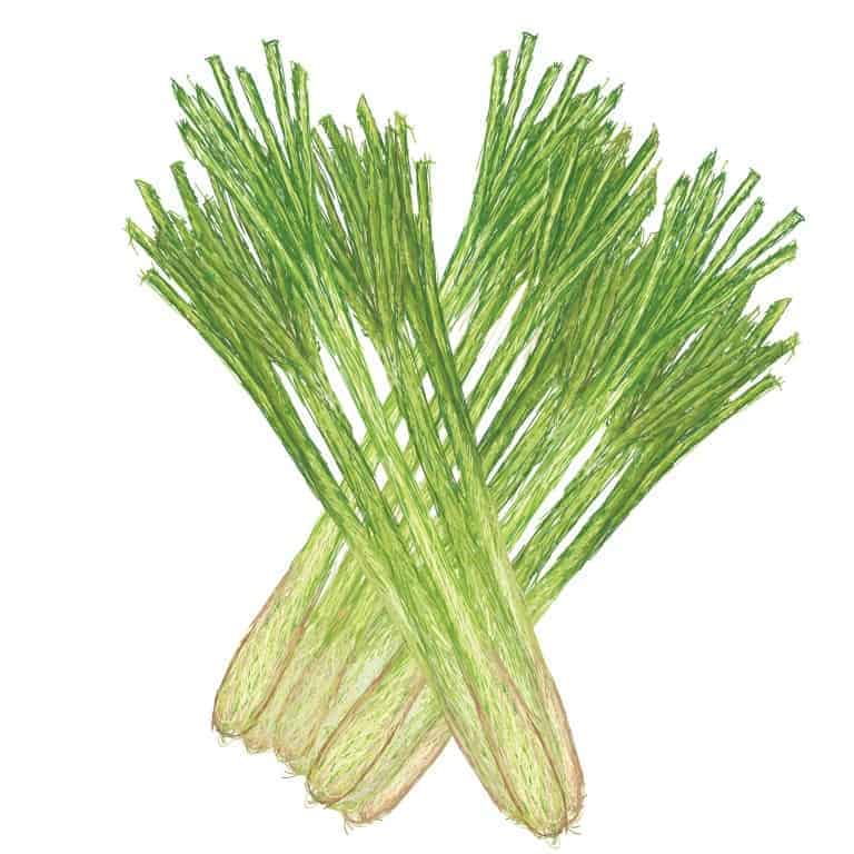 Lee más sobre el artículo Aceite esencial lemongrass