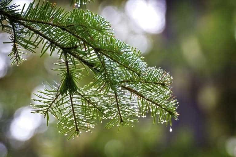 Lee más sobre el artículo Aceite de pino canadiense